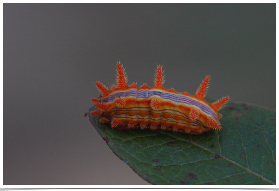 Parasa indetermina
Stinging Rose Caterpillar
Dekalb County, Alabama Parasa indetermina
Stinging Rose Caterpillar
Dekalb County, Alabama